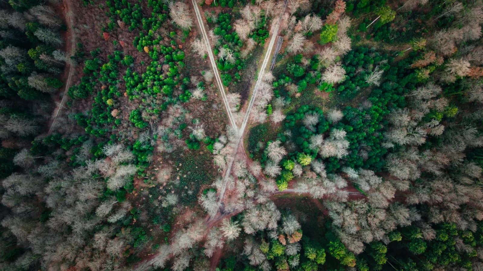 Two paths cross in woodland, seen from above.